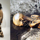 Illustration for article titled The First Assassinated Man In History Was Killed By an Arrow 5300 Years Ago
